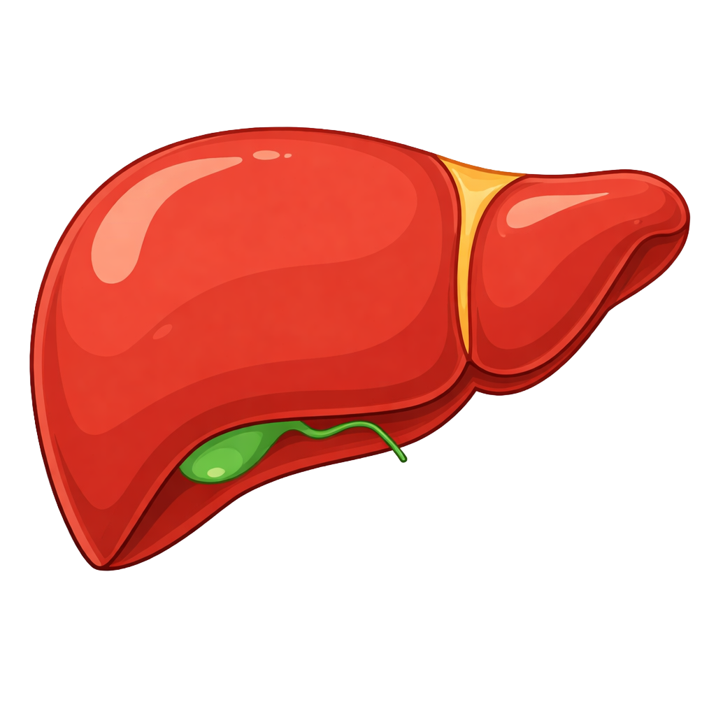 Healthy liver