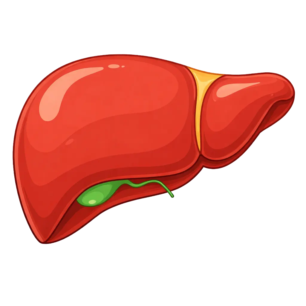 Healthy liver