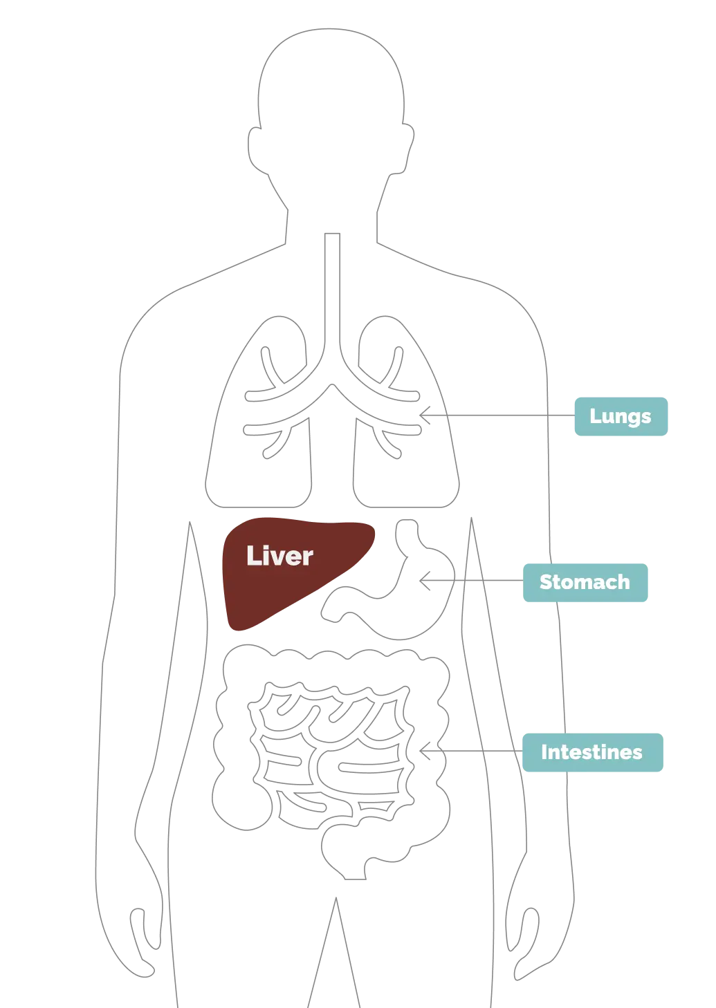Where is the liver located?