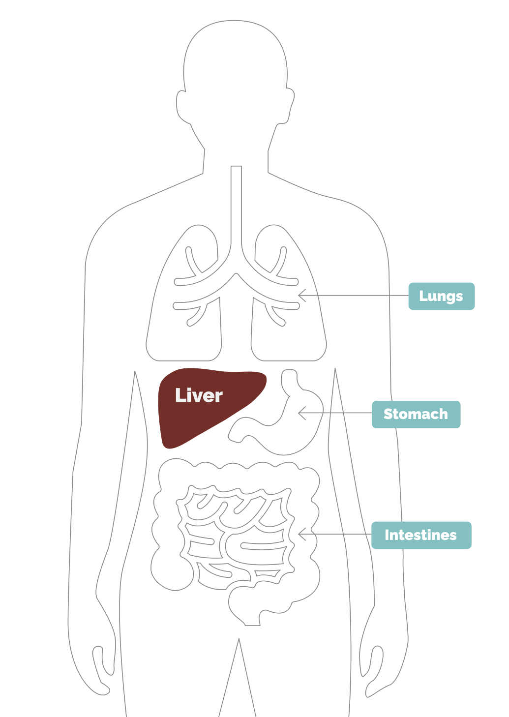 Where the liver is located